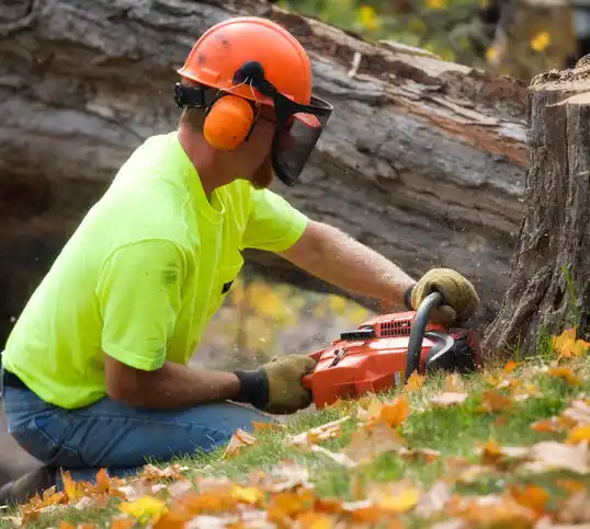 tree services Head of the Harbor